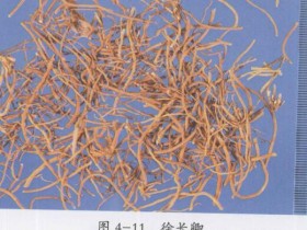 徐长卿的功效与作用,中药徐长卿图片