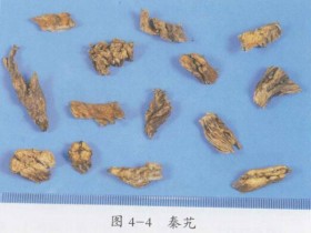 秦艽的功效与作用及禁忌,中药秦艽图片