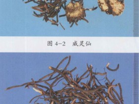 威灵仙的功效与作用及禁忌,中药威灵仙图片