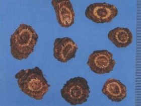 羌活的功效与作用及禁忌,中药羌活图片