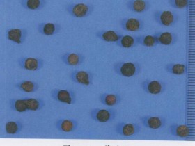 荜澄茄的功效与作用及禁忌,中药荜澄茄图片