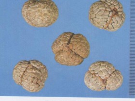 草豆蔻的功效与作用及禁忌,中药草果图片