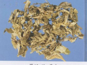 艾叶的功效与作用,中药艾叶图片