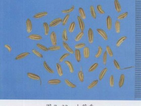 小茴香的功效与作用及禁忌,中药小茴香图片