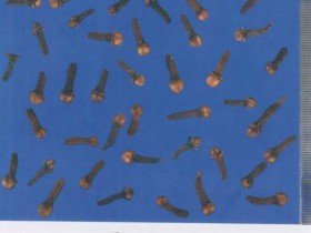 丁香的功效与作用及禁忌,中药丁香图片