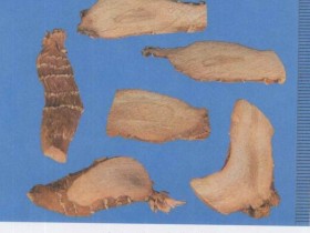 高良姜的功效与作用及禁忌,中药高良姜图片