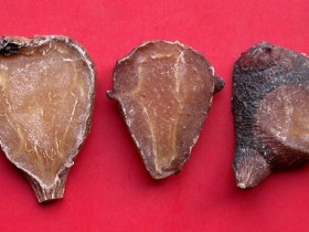 附子粳米汤方歌方解，功效与作用，临床运用医案