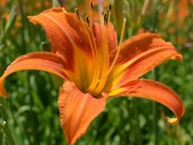 黄花菜的功效与作用,黄花菜的营养价值