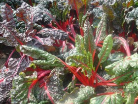 甜菜根的功效与作用_甜菜根图片