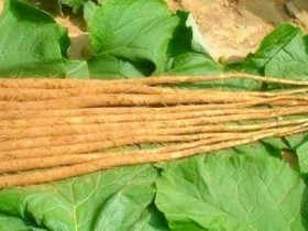 牛蒡根的功效与作用