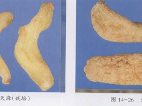 天麻的功效与作用及吃法