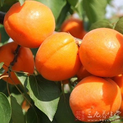 杏子的功效和作用