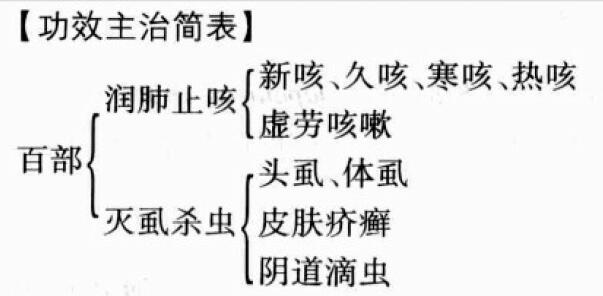 百部的功效与作用