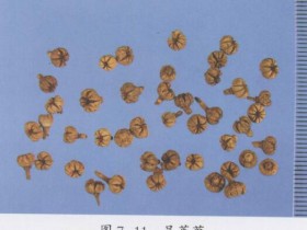 吴茱萸的功效与作用及禁忌,中药吴茱萸图片