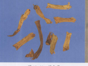 洋金花的功效与作用及禁忌,中药洋金花图片