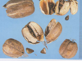 马兜铃的功效与作用及禁忌,中药马兜铃图片