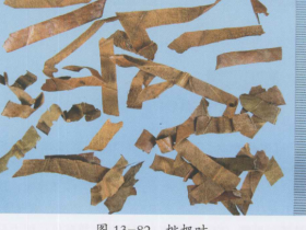 枇杷叶的功效与作用及禁忌,中药枇杷叶图片