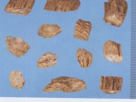 百部的功效与作用及禁忌,中药百部图片