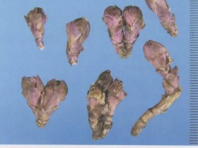 款冬花的功效与作用及禁忌,中药款冬花图片