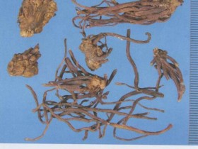 紫菀的功效与作用及禁忌,中药紫苑图片