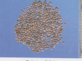 苏子的功效与作用及禁忌,中药苏子图片