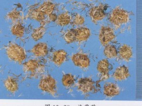 旋覆花的功效与作用及禁忌,中药旋覆花图片