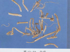 白前的功效与作用及禁忌,中药白前图片