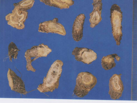 前胡的功效与作用及禁忌,中药前胡图片