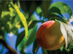 桃子的功效与作用及禁忌