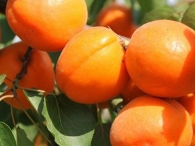 杏子的功效和作用是什么