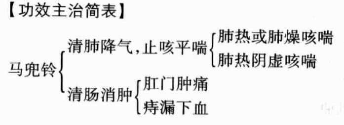 马兜铃的功效与作用