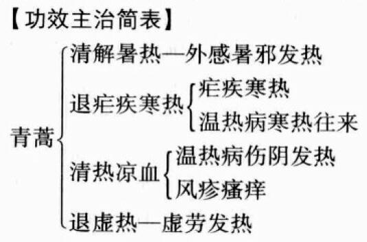 青蒿的功效与作用