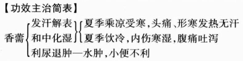 香薷的功效与作用