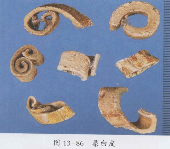 桑白皮