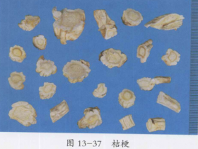 桔梗的功效与作用及禁忌,中药桔梗图片