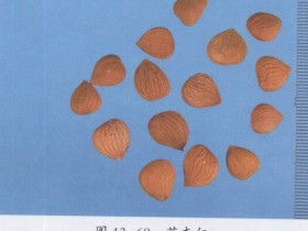 杏仁的功效与作用及禁忌,中药杏仁图片