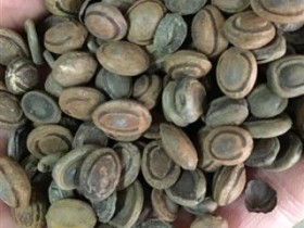 猴枣的功效与作用及禁忌,中药猴枣图片