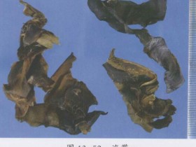 昆布的功效与作用及禁忌,中药昆布图片