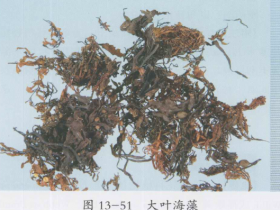 海藻的功效与作用及禁忌,中药海藻图片