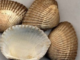 瓦楞子的功效与作用,中药瓦楞子图片