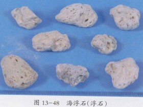 海浮石的功效与作用及禁忌,中药海浮石图片