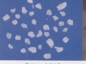 天竺黄的功效和作用,中药天竺黄图片