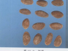 瓜蒌的功效与作用及禁忌,中药瓜蒌图片