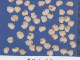 川贝母,浙贝母的功效与作用及禁忌,中药川贝母,浙贝母图片