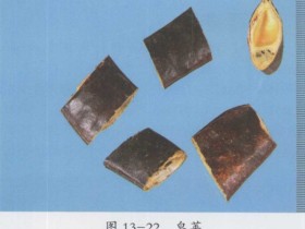 皂荚的功效与作用及禁忌,中药皂荚图片