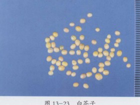 白芥子的功效与作用及禁忌,中药白芥子图片