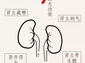 肾阳虚和肾阴虚的区别