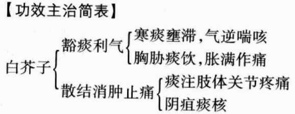 白芥子的功效与作用