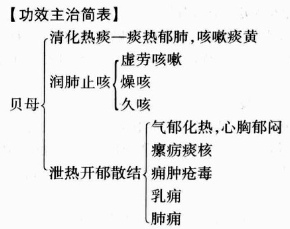 川贝母,浙贝母的功效与作用