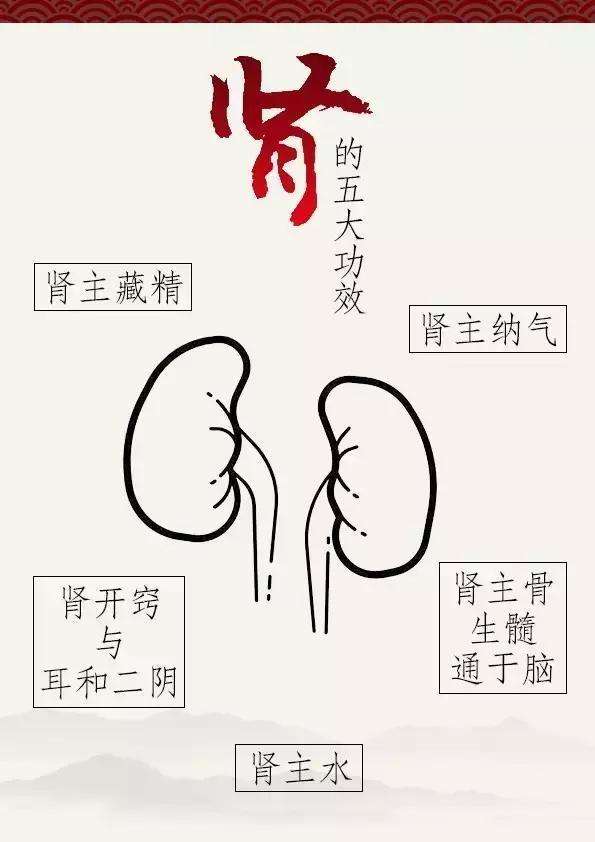 肾阳虚和肾阴虚的区别